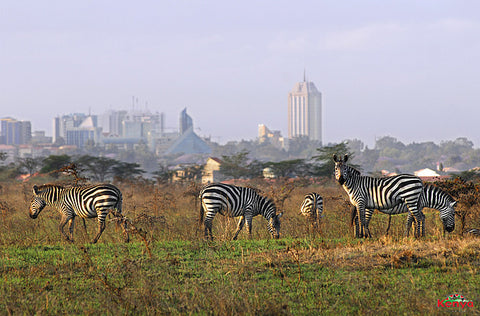 STT 001B: Nairobi National Park | Bomas of Kenya | Giraffe Center - 2 Days