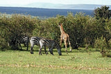 Mara Serena Safari Lodge, Kenya