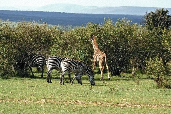 Maasai Mara Game Reserve