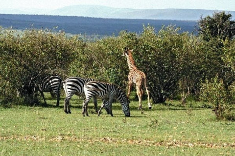Maasai Mara Game Reserve