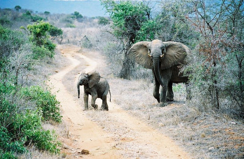 Tsavo National Park
