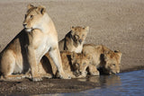 Kirawira Serena Camp, Tanzania