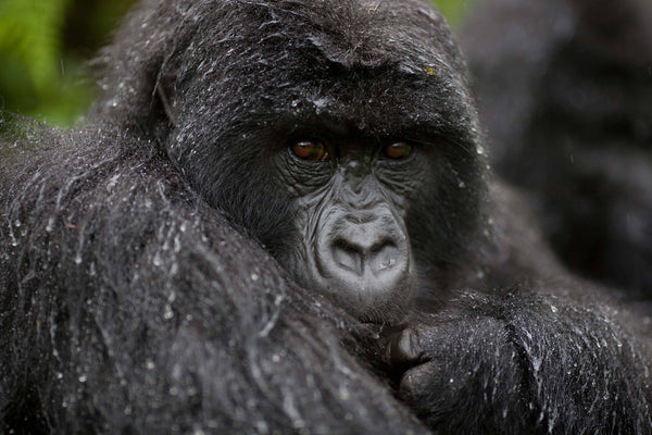 Volcanoes Bwindi Lodge, Uganda