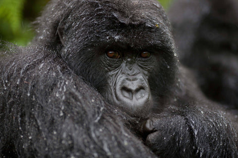 Volcanoes Bwindi Lodge, Uganda