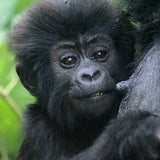 STT U009: Gorilla Trekking in Bwindi or Mgahinga Sanctuaries - 4 Days