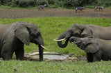 Serena Mountain Lodge, Kenya