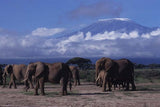 Amboseli Serena Safari Lodge, Kenya