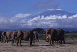 STT 004A: Fly Safari: Nairobi  | Amboseli - 5 Days
