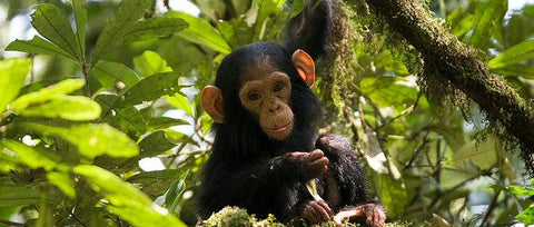 Kibale Forest National Park