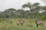 Lake Mburo National Park