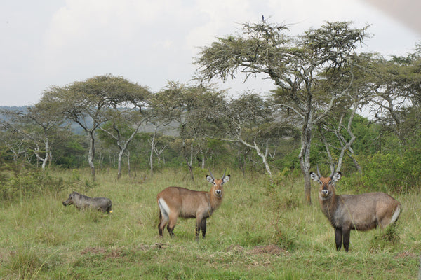 Lake Mburo National Park