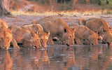 Mara Serena Safari Lodge, Kenya