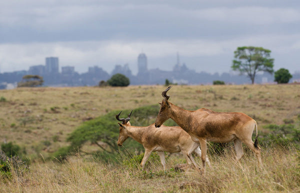 Nairobi National Park