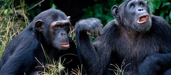 STT U003: Chimpanzee Tracking - Tour on the Chimp Island - 2 Days