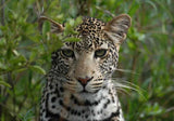 Ngorongoro Crater