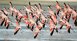 Ngorongoro Crater
