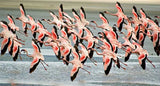 Ngorongoro Crater