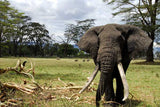 Ngorongoro Crater