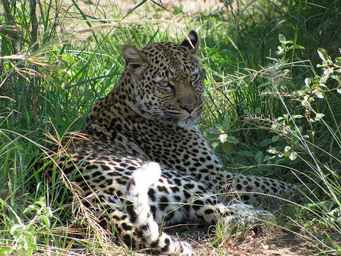 Queen Elizabeth National Park