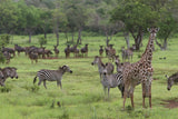 Selous Game Reserve