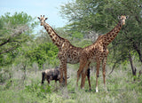 Selous Game Reserve