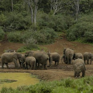 Serena Mountain Lodge, Kenya