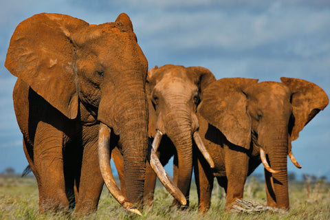 Amboseli National Park