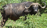 Aberdare National Park