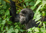 STT U009: Gorilla Trekking in Bwindi or Mgahinga Sanctuaries - 4 Days