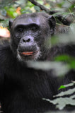 STT U009: Gorilla Trekking in Bwindi or Mgahinga Sanctuaries - 4 Days