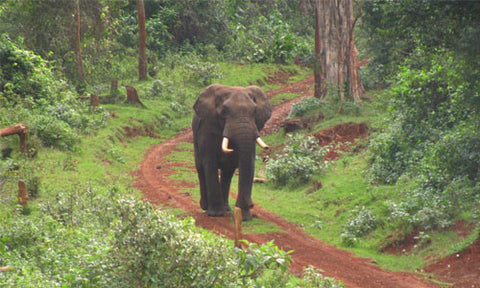 Aberdare National Park