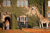 Giraffe Center Tour (3 hrs) - Departs daily at 14:00hrs