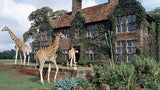Giraffe Center Tour (3 hrs) - Departs daily at 14:00hrs