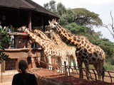 Giraffe Center Tour (3 hrs) - Departs daily at 14:00hrs