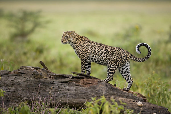 STT004: Amboseli Game Reserve -1½ days