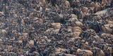 Maasai Mara Game Reserve