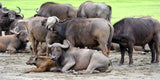 STT015: Maasai Mara | Rift Valley | Tree Hotel | Ambseli | Tsavo | Mombasa - 7 days