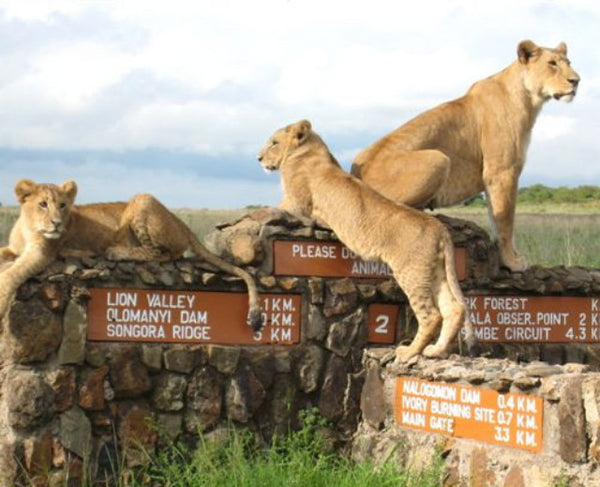 Nairobi National Park | Animal Orphanage (Approx. 4 hrs)